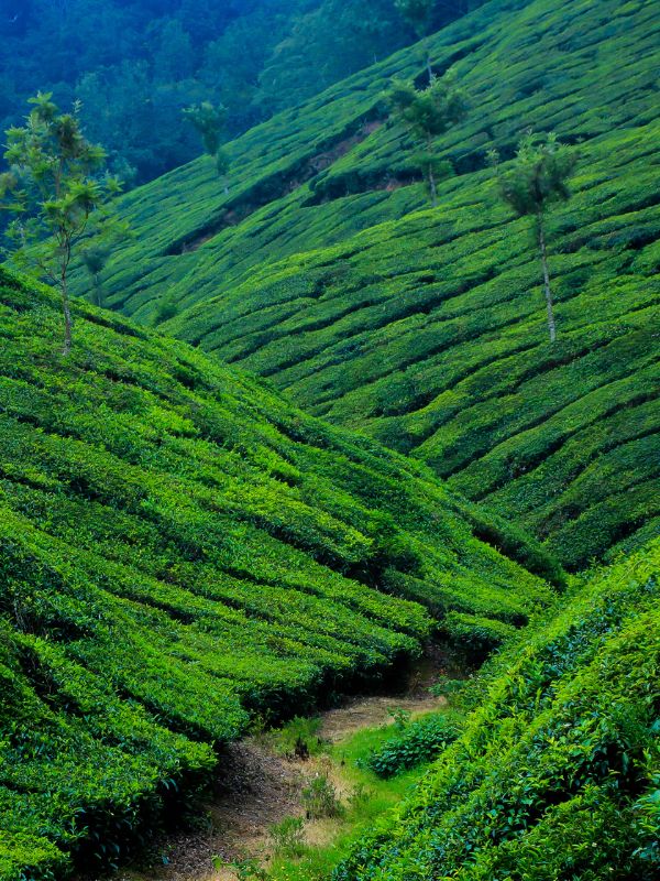 Munnar
